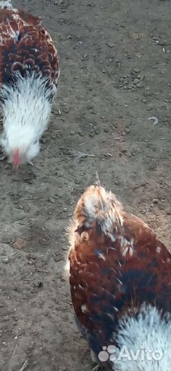 Петух в подарок. Агидель. Адлеровские т.д