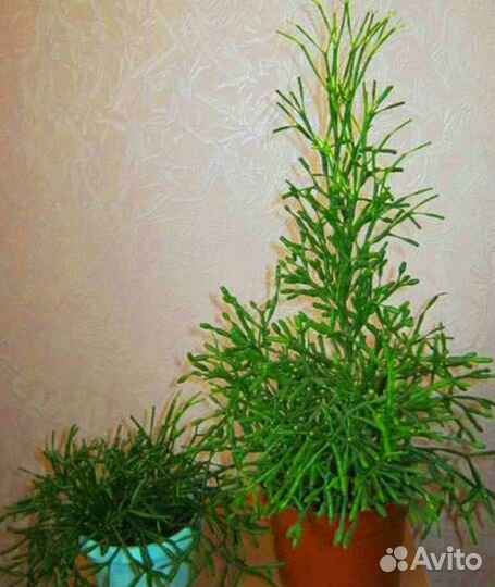 Мята, Хатиора, Крестовник Роули