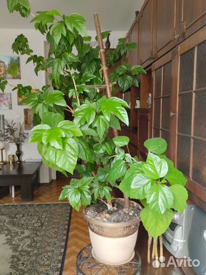 Роза китайская