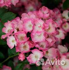 Роза Балерина флорибунда