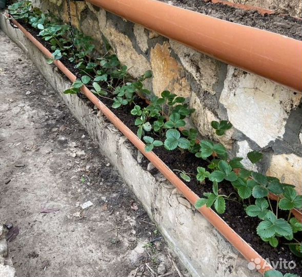 Клубника ремонтантная саженцы на весну