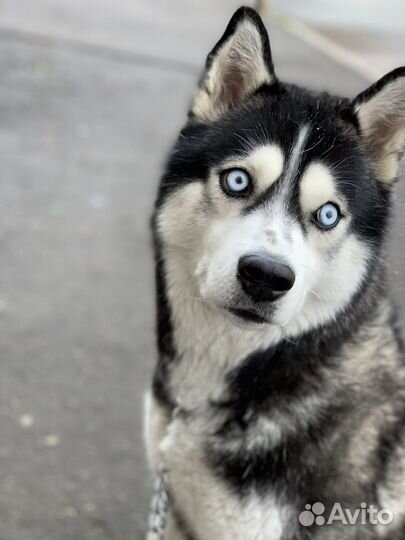 Отдам хаски в очень добрые руки
