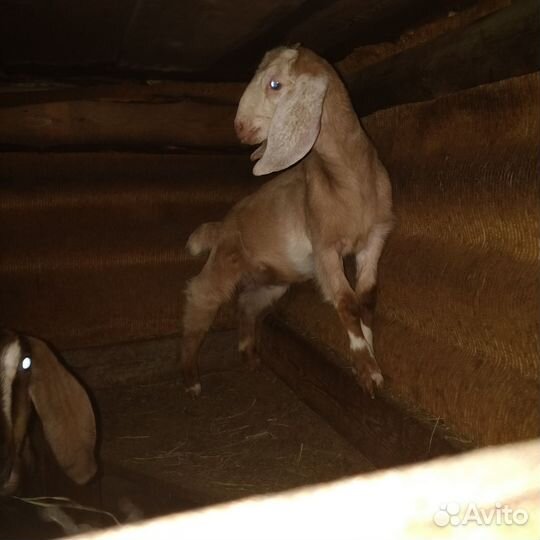 Англо нубийские козлята