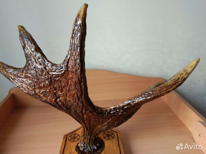 Продам рога лося
