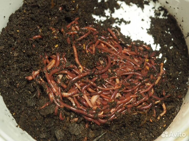 Червь «Красный маньчжурец» для компоста и рыбалки