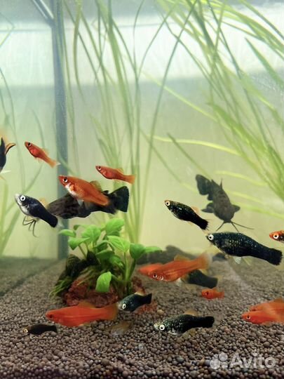 Аквариумные рыбки меченосцы