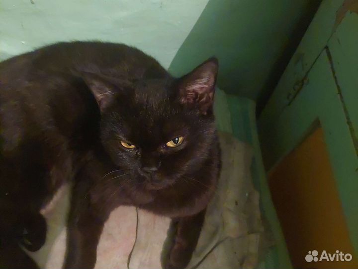 Кошка в дар бесплатно