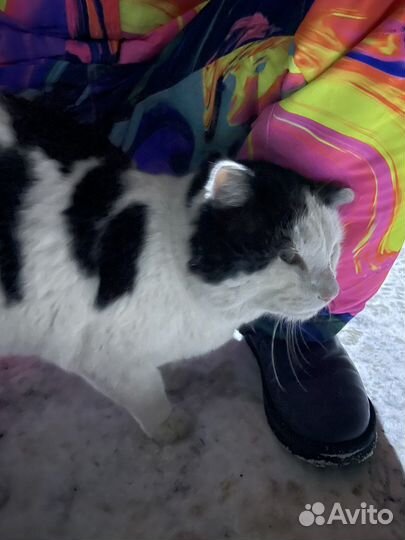 Добрый котик ищет дом