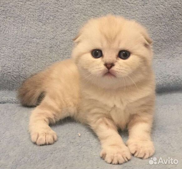 Кот Шотландский. Вязка