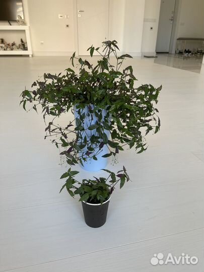 Традесканция. Сорт 