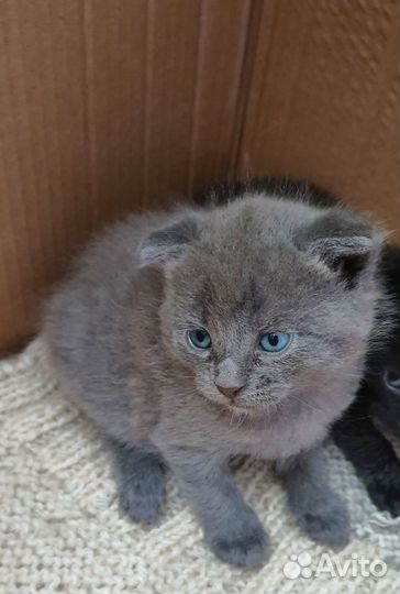 Котята британцы