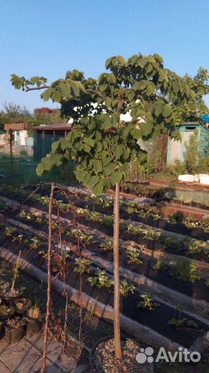 Шелковица плакучая, штамбовые деревья