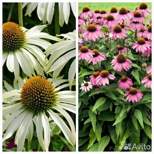 Многолетние садовые растения