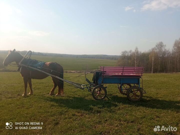 Экипаж для лошади