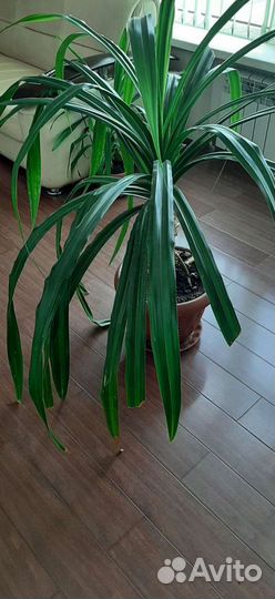 Пальма панданус