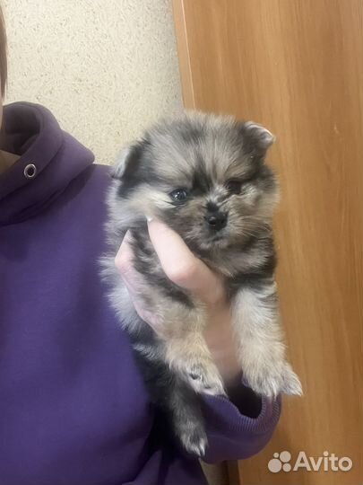 Померанский шпиц