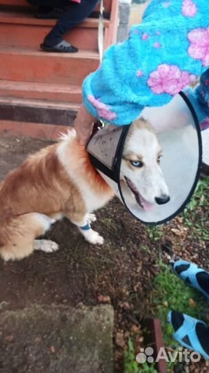 Собака 10 месяцев, попал в приют