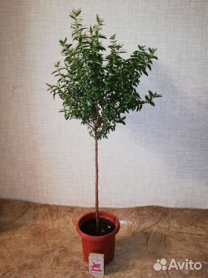 Комнатные плодовые