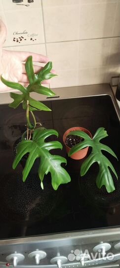 Филодендроны