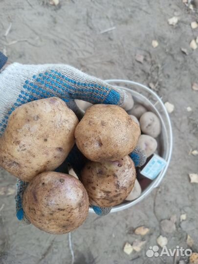 Картофель Синеглазка