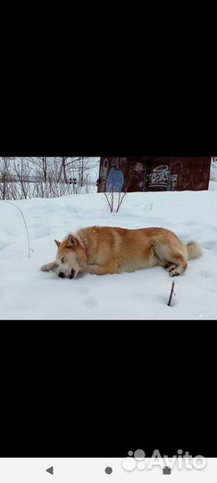 Безумно преданный пёс,кто будет его хозяином