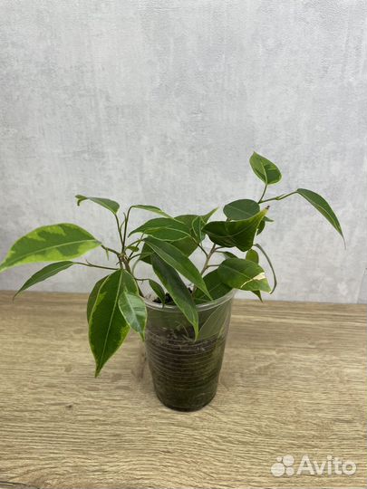 Фикус бенджамина