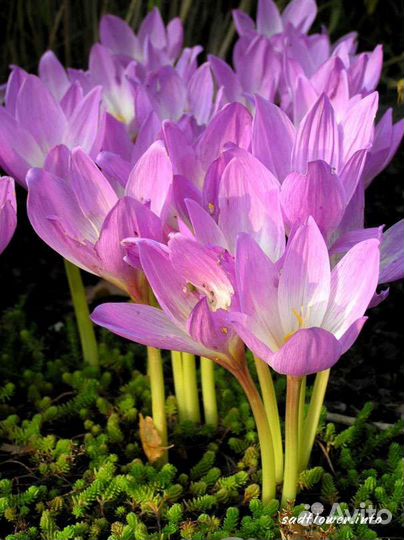 Рябчик императорский