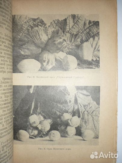 Кичунов Н.И. Орехи и их культура 1931