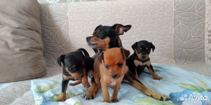 Той-терьер щенки