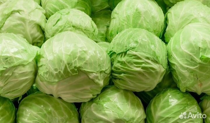Рассада капусты
