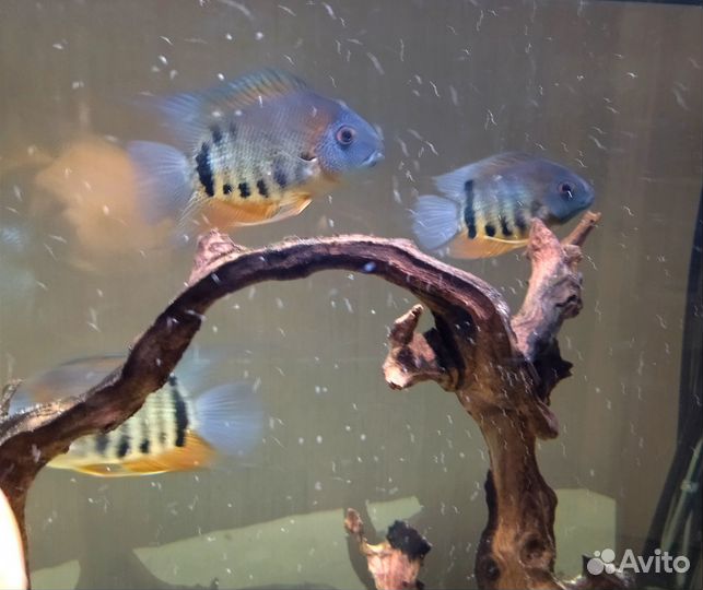 Аквариумные рыбы. Северум