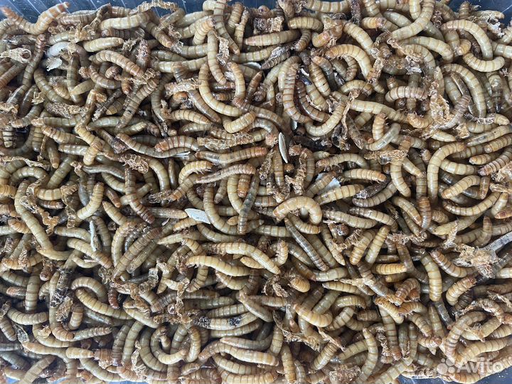 Таракан, сверчок, зофобас, мучной червь