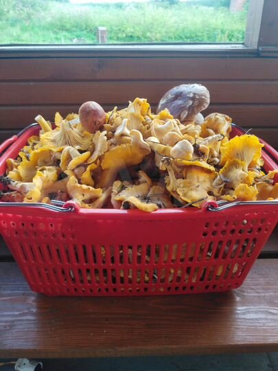 Дача 40 м² на участке 20 сот.