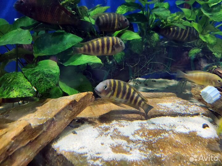 24 вида трофеусов. Доставка по РФ. Танганьика