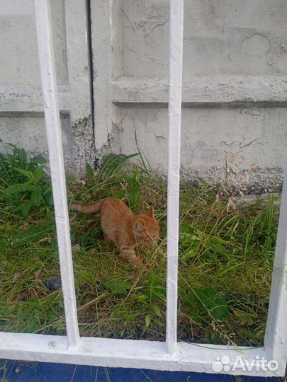 Кошка и котята на стройке