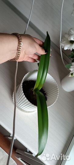 Гиппеаструм