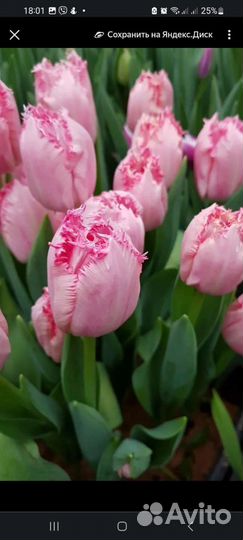 Набор 101 сорт тюльпан