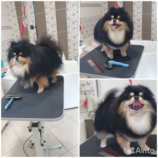 Стрижка собак мелких пород. Чистка зубов уз