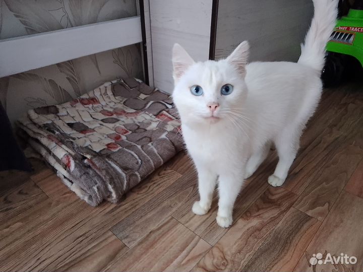 Кошка в дар бесплатно