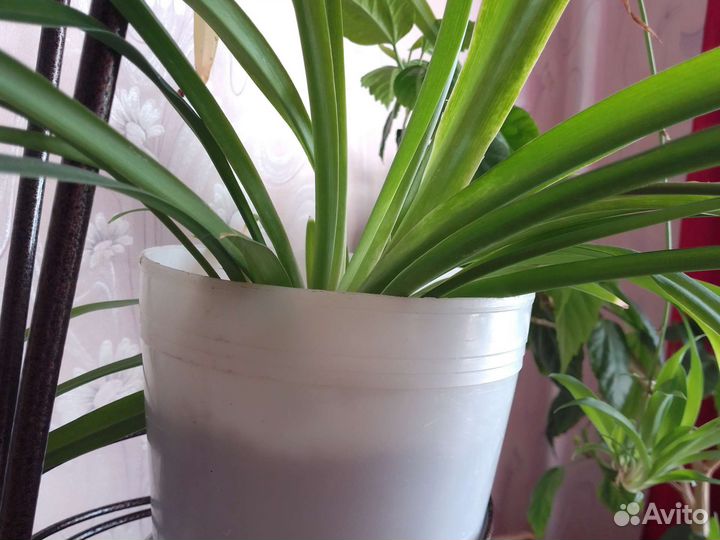 Хлорофитум