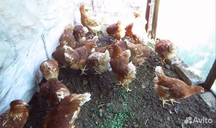 Куры несушки с доставкой