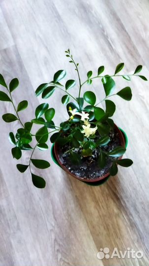 Мурайя, Аихризон, Фикус Бенджамина, Толстянка