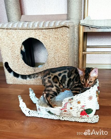 Бенгальская девчуля