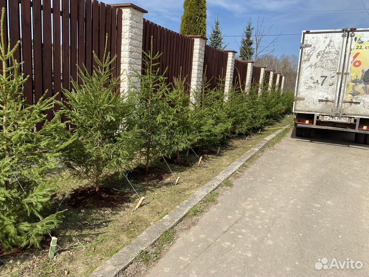 Ель обыкновенная саженцы