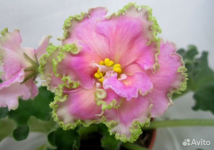 Фиалка сортовая