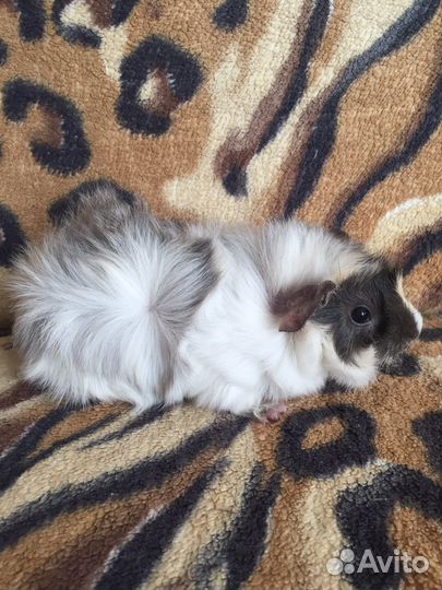 Морская свинка