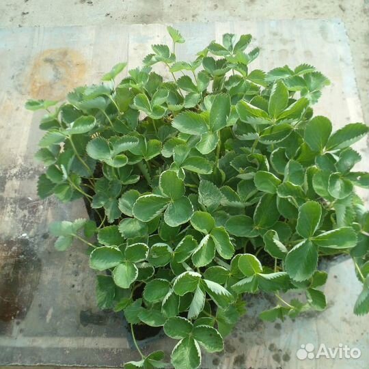 Рассада клубники Мальвина опт/розница