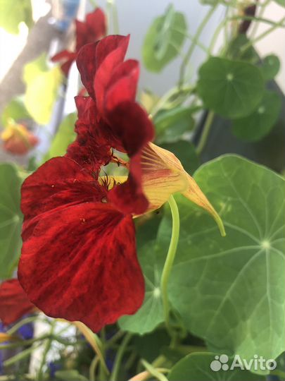 Семена настурции