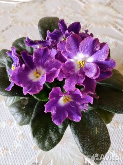 Фиалка детки, сорт нд уральские самоцветы