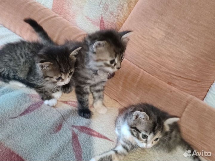 Котенок в дар бесплатно